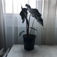 Call her by her name, Alocasia